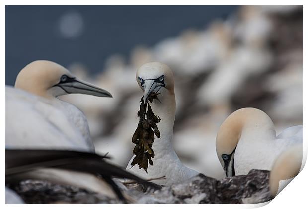 Gannets Print by Gail Johnson