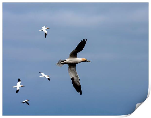 Gannets Print by Gail Johnson