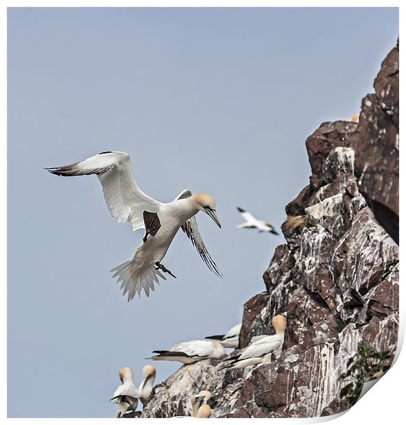 Gannets Print by Gail Johnson