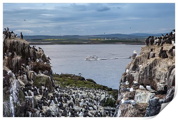 Farne islands Print by Gail Johnson