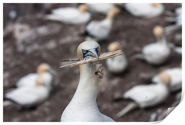 Gannets Print by Gail Johnson