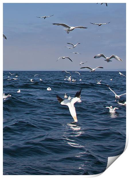 Gannets Print by Gail Johnson