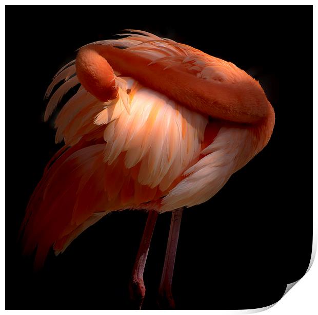 Pink Flamingo Print by Gail Johnson