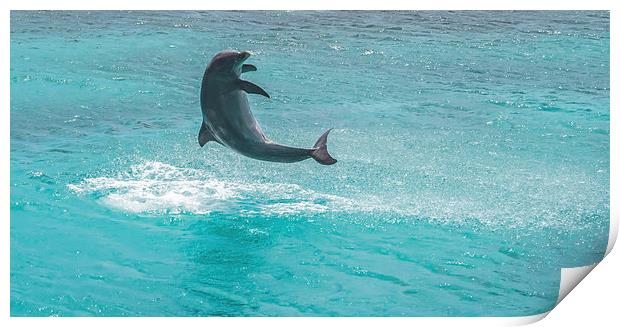 Dolphin spinning Print by Gail Johnson
