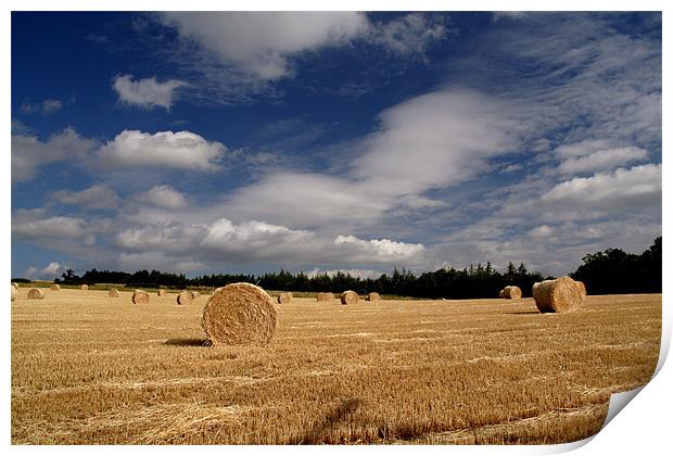 Summer rural Shot Print by Gail Johnson