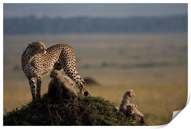 Cheetah family Print by Gail Johnson