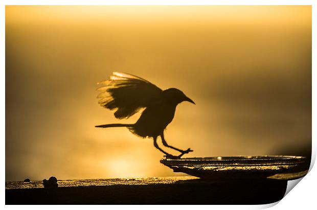 Birds in flight at sunset Print by Gail Johnson