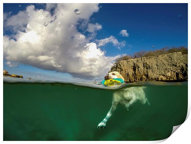 Dog swimming -Curacao Views  Print by Gail Johnson