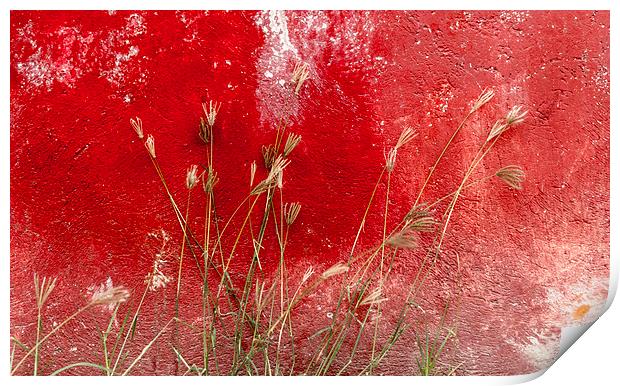 red and grasses Print by Gail Johnson