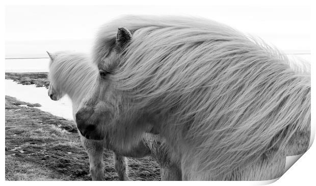 Icelandic Pony Views Print by Gail Johnson