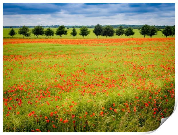 Poppy Field Print by Gail Johnson