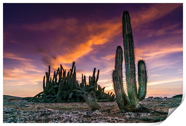 cactus sunset Print by Gail Johnson
