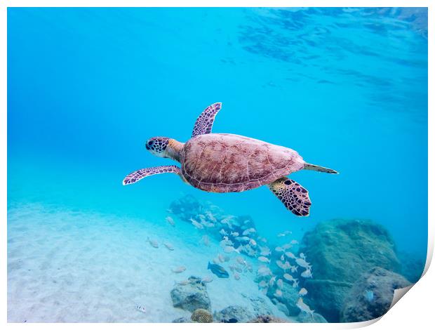 Turtles underwater Print by Gail Johnson
