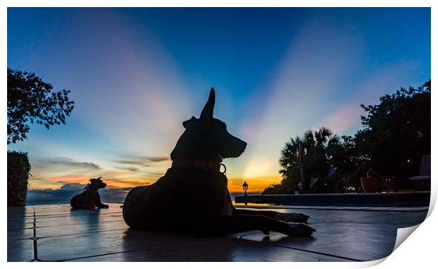  Dogs in the sunset  Curacao Views Print by Gail Johnson