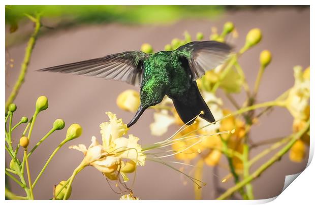 Emerald  Humming bird     Curacao Views Print by Gail Johnson