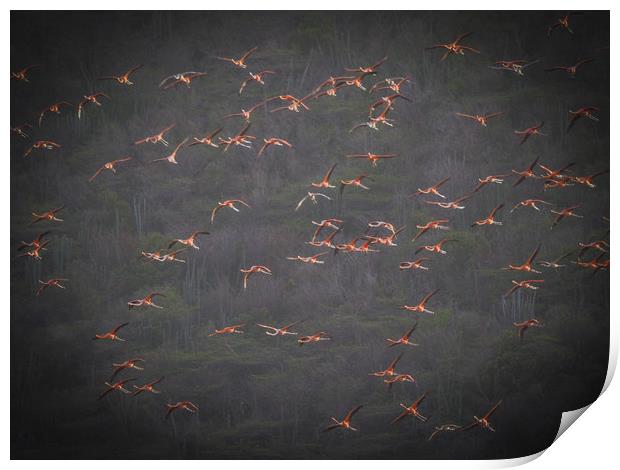 Flamingos at the salt pans Print by Gail Johnson