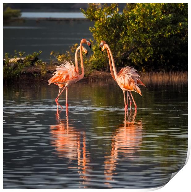 Flamingos at the salt pans Print by Gail Johnson