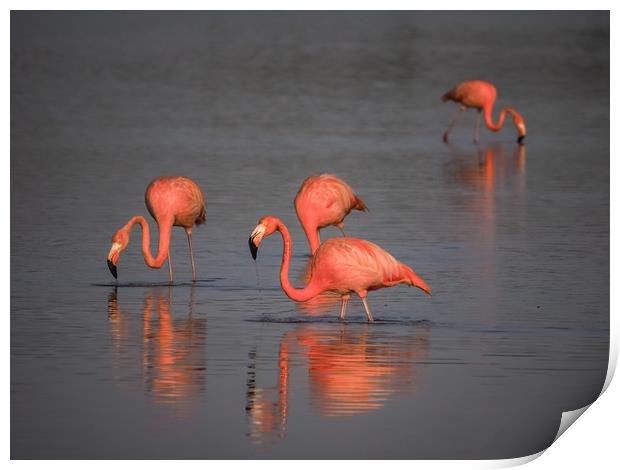 Flamingos at the salt pans Print by Gail Johnson