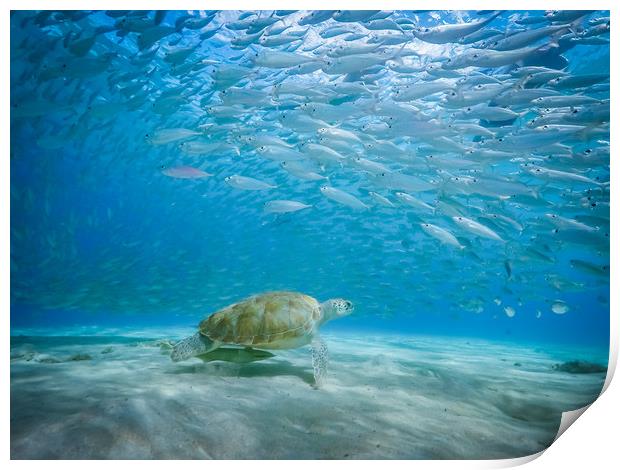  Underwater  Curacao Views Print by Gail Johnson