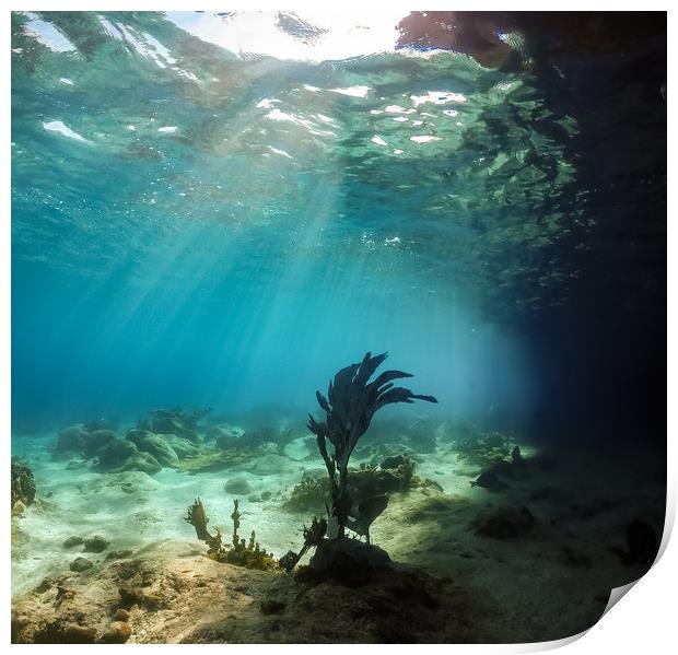 Underwater views of coral aorund the Caribbean isl Print by Gail Johnson