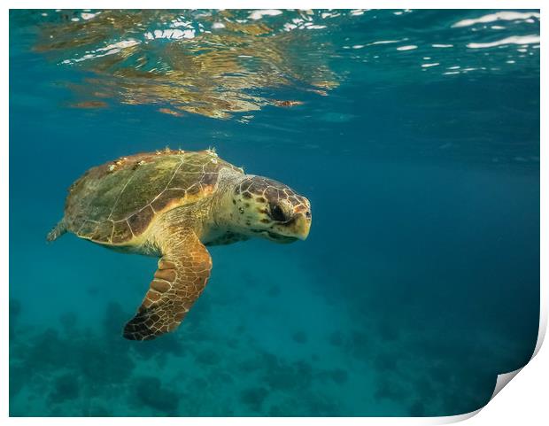 Turtle Views around the Caribbean Island of Curaca Print by Gail Johnson