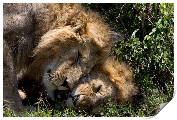 Affectionate Lions Print by Gail Johnson