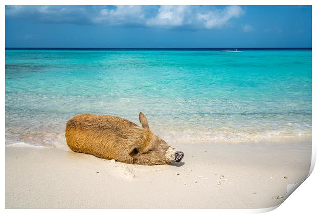 Wild Pig on a beach, Curacao, caribbean   Print by Gail Johnson
