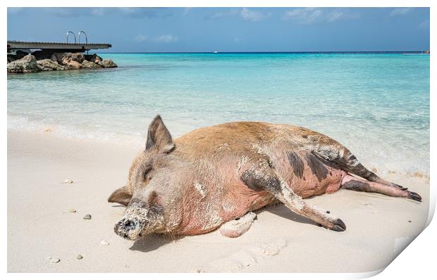 Wild Pig on a beach, Curacao, caribbean Print by Gail Johnson