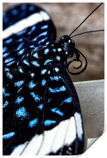 Butterfly Print by Glen Allen