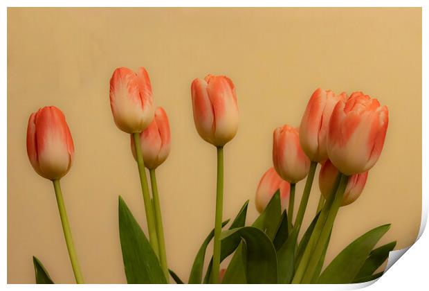 Tulips 03 Print by Glen Allen