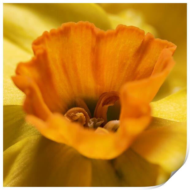 The Heart of Scented Narcissi Print by Glen Allen