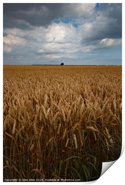 Wheat Fields Print by Glen Allen
