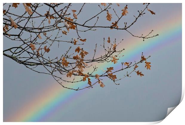 Autumnal Rainbow Print by Glen Allen