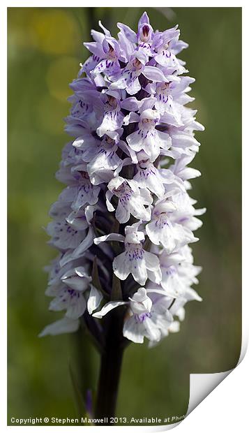 Common Spotted Orchid Print by Stephen Maxwell