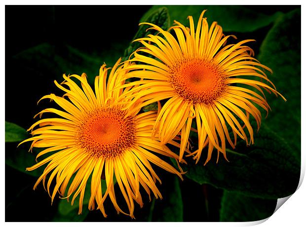 Two Daisies Print by Stephen Maxwell