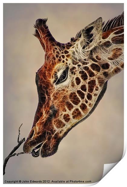 Giraffa camelopardalis Print by John Edwards