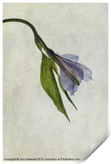 Mantis Lily Print by John Edwards