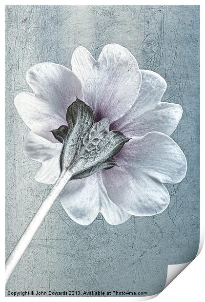 Sheradised Primula Print by John Edwards