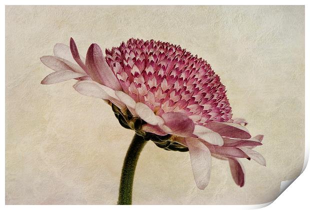 Chrysanthemum Domino Pink Print by John Edwards