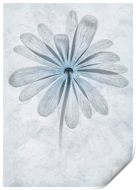 Iced Anemone Print by John Edwards