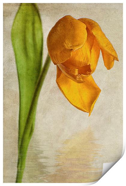 Textured Tulip Print by John Edwards