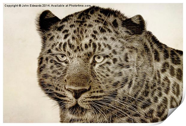 Amur Leopard Print by John Edwards