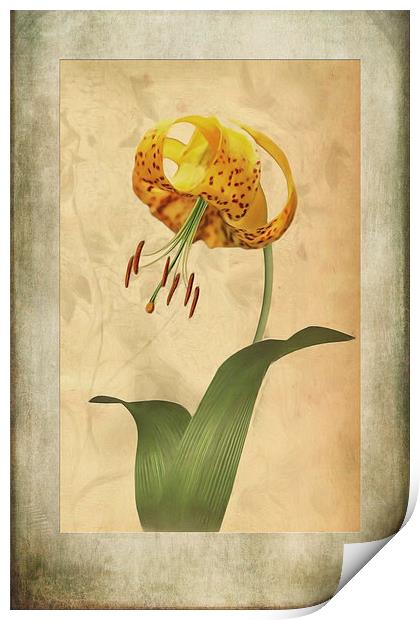 Lily painting with textures Print by John Edwards
