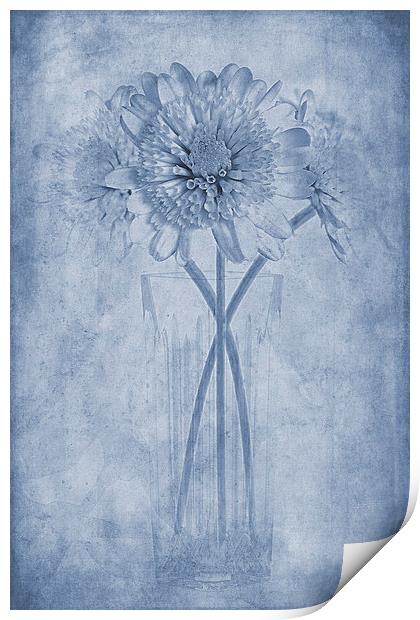 Chrysanthemum Cyanotype Print by John Edwards