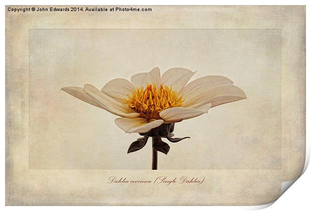 Dahlia coccinea (Single Dahlia) Print by John Edwards