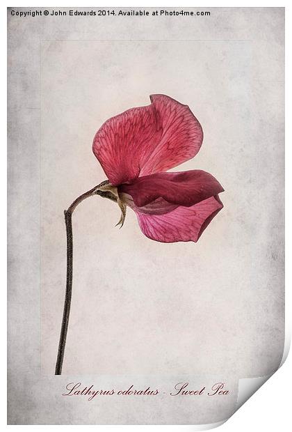 Lathyrus odoratus - Sweet Pea Print by John Edwards