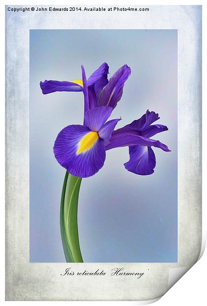Iris reticulata Print by John Edwards