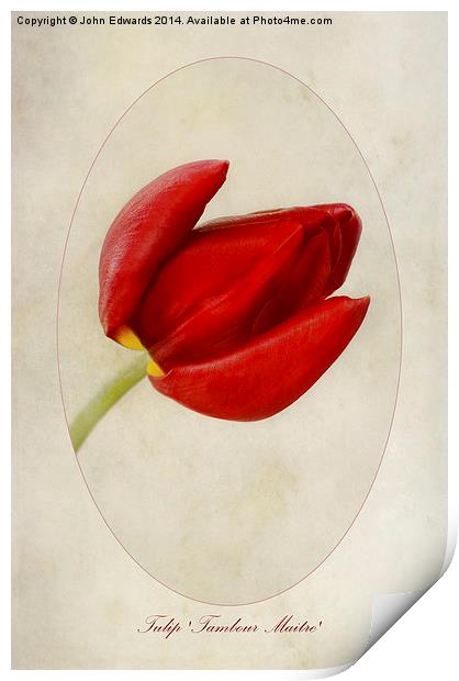 Tulip Tambour Maitre Print by John Edwards