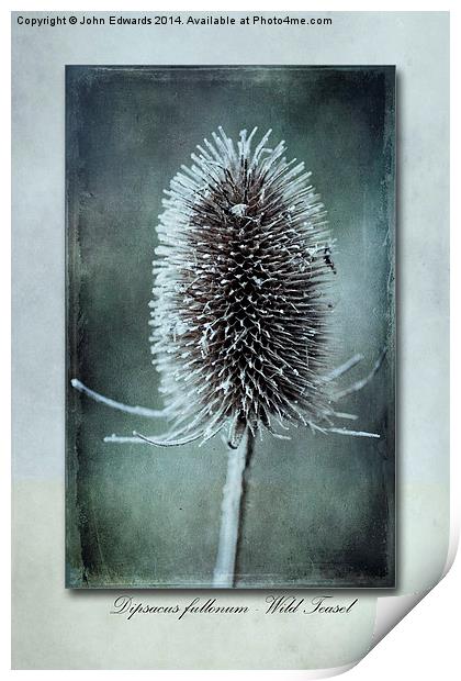 Dipsacus fullonum Print by John Edwards