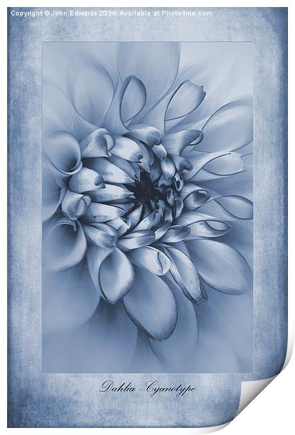 Cyanotype Dahlia Print by John Edwards
